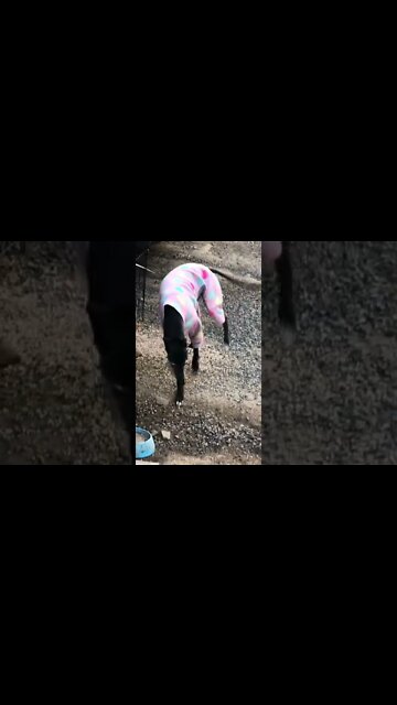Cute disabled greyhound in her pink pjs 🥰