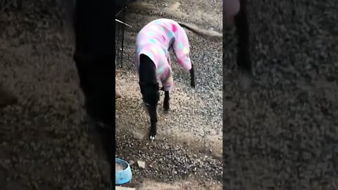 Cute disabled greyhound in her pink pjs 🥰