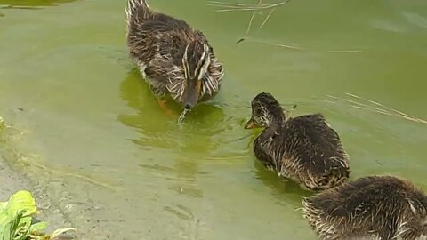 Mother Duck and Ducklings - Woodlands Mall, Texas