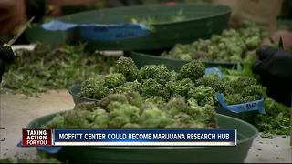 Moffitt could become marijuana research hub