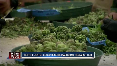 Moffitt could become marijuana research hub