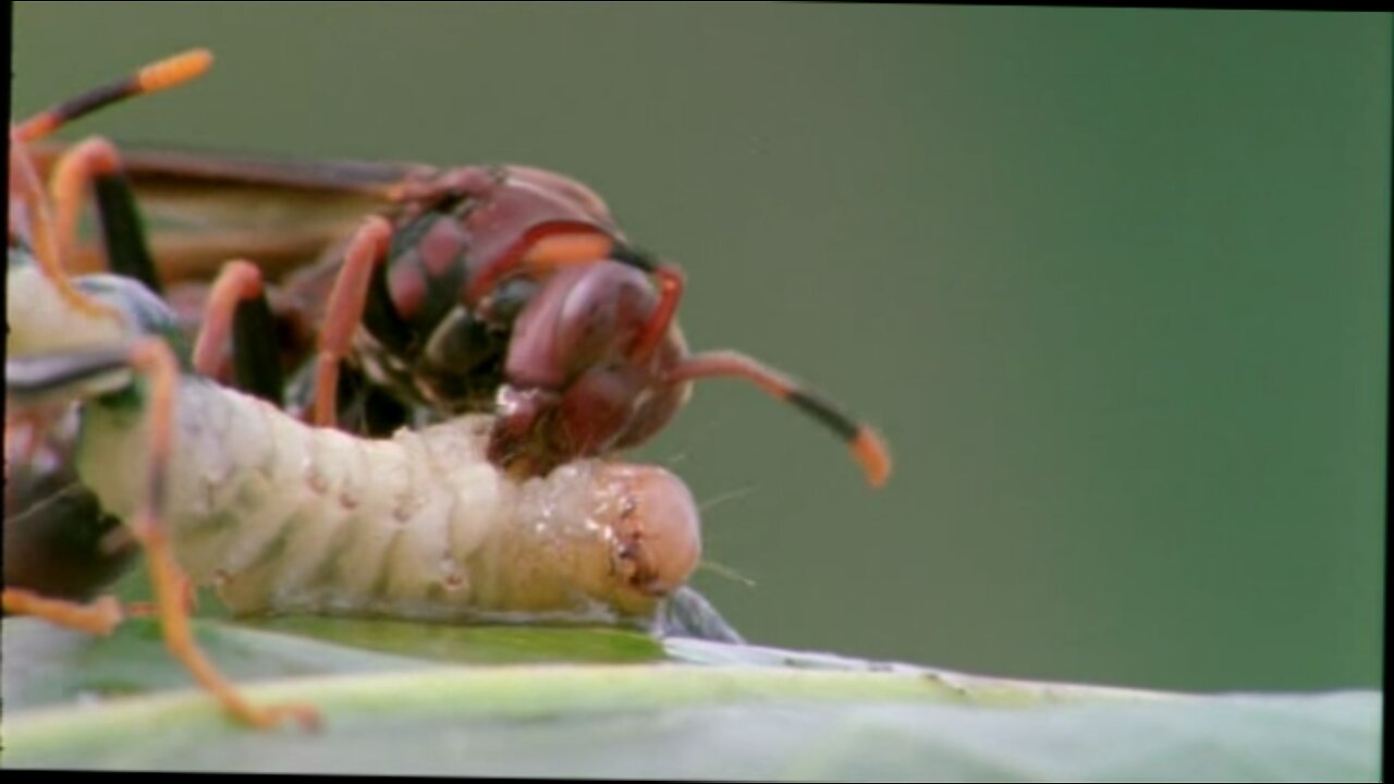 David Attenborough's Life in the Undergrowth - 05 - Supersocieties