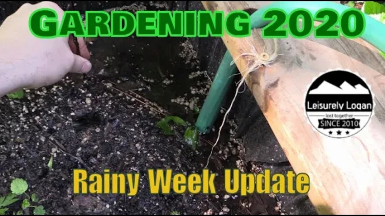 Gardening 2020 : Rain Rain Rainy Update