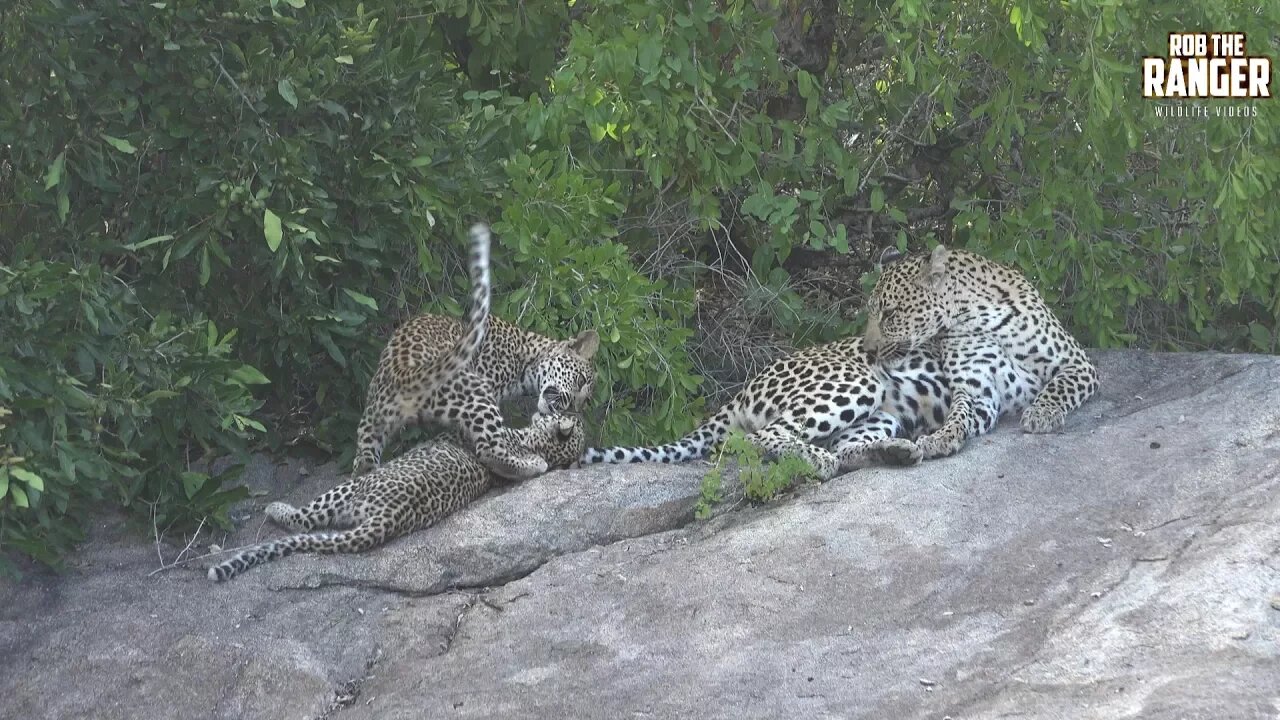 Watching Leopards - Part 3: Playtime On A Rock