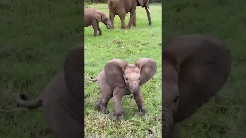 little elephant discover the wild