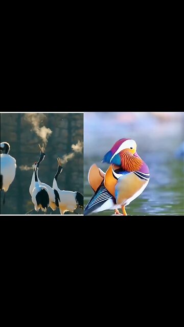 amazing birds. beautiful video