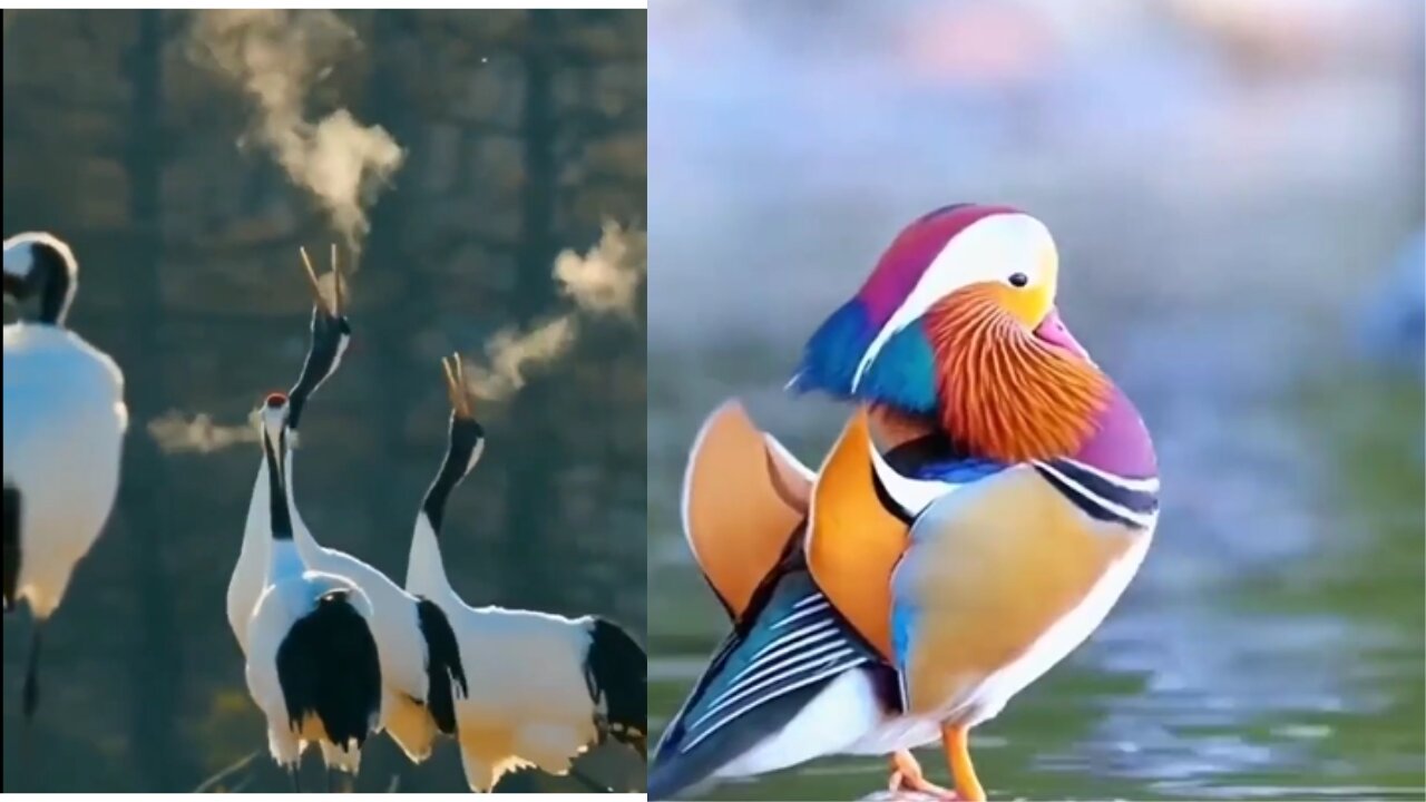 amazing birds. beautiful video