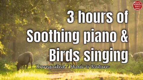 Soothing music with piano and birds singing for 3 hours, relaxation music to boost positive energy