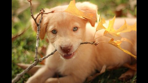 ENGLISH LABRADOR VS AMERICAN LABRADOR - LABRADOR RETRIEVER DOG FACTS