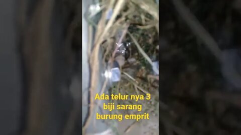 sarang burung emprit ada telur nya 3 biji #short