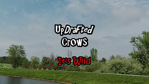 Up Drafted Crows