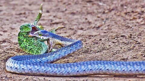 Chameleon Fights Back at Striking Snake