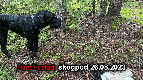 Skogpod 26. august 2023