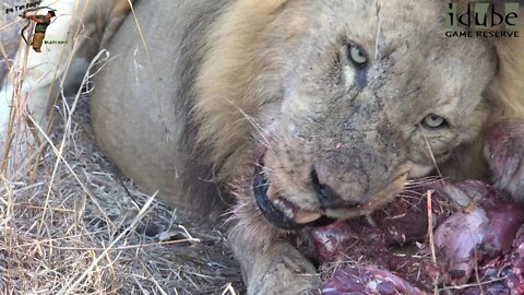 Daughters Of The Mapogo Lions - Rebuilding The Othawa Pride - 98: Impala Takeaway