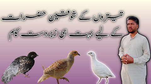 تیتروں کے شوقین حضرات کے لیے بہت ہی زبردست کام