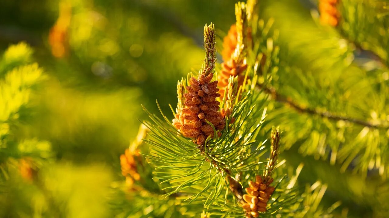 The Story of the Pine Pollen Superfood