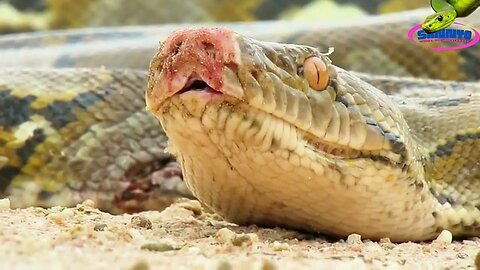 A snake is planning to attack a duck