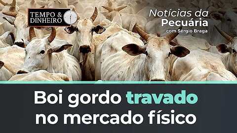 Boi gordo abre última semana de julho pressionado na B3 e travado no mercado físico.