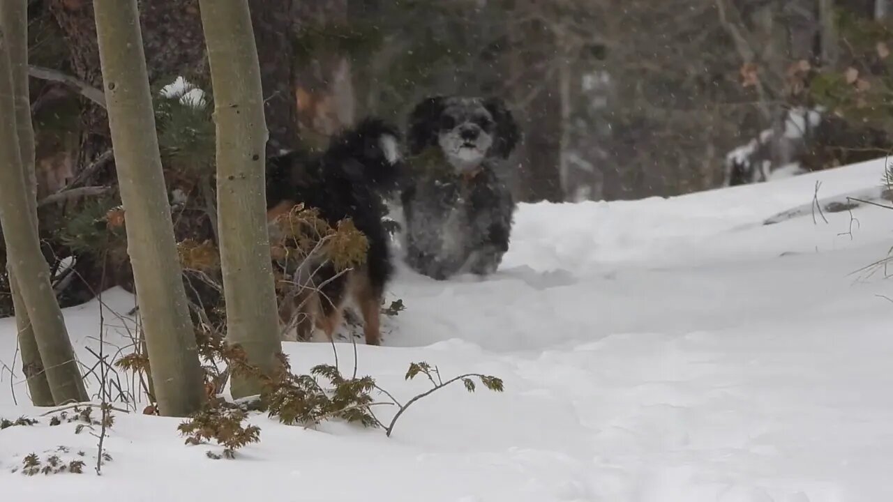 Wyoming Global Warming Outbreak