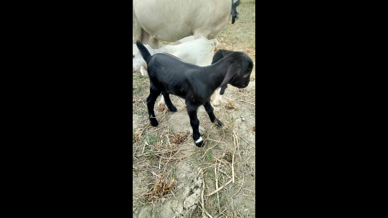 Goat kids # cute kids of goat # goat# funny goat kids