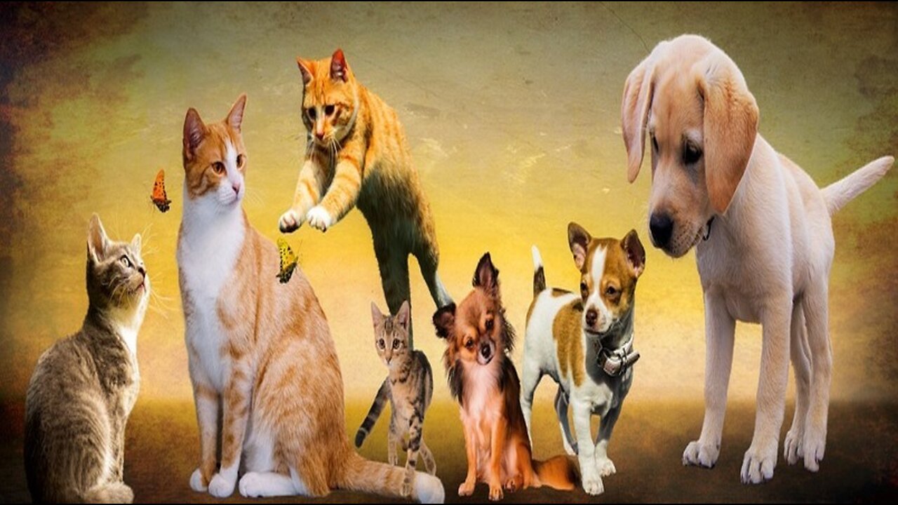 New Funny Animals 😂 Funniest Cats and Dogs Videos 😺🐶