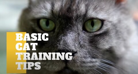 Basic Cat Training Tips