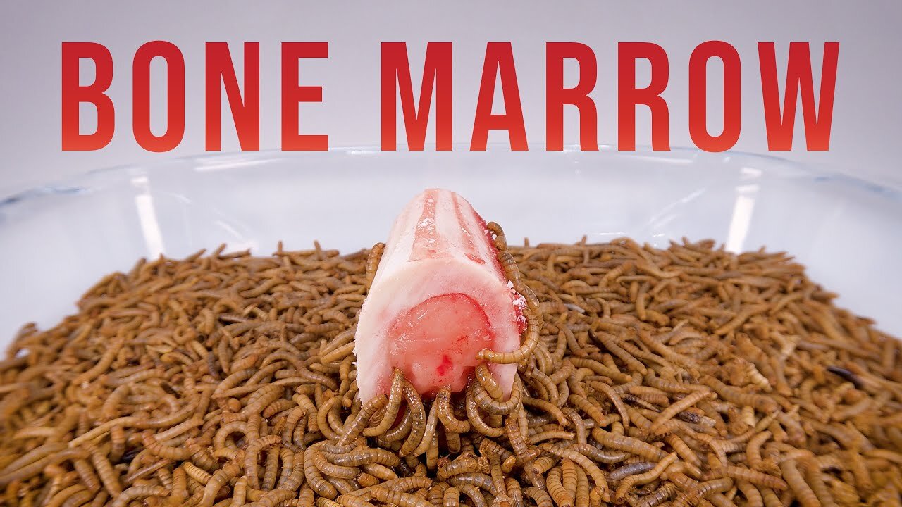 10 000 Mealworms vs. BONE MARROW