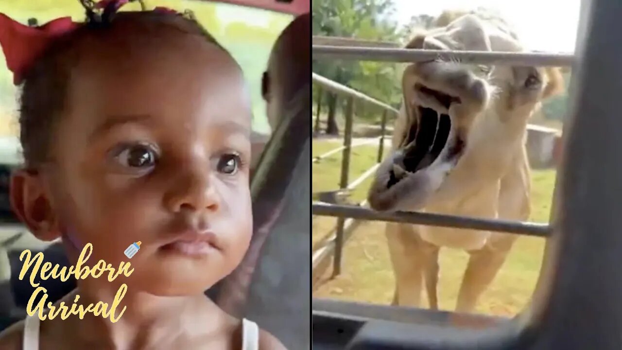 Daysha Taylor's Daughter Dream Is Unbothered By The Watery Mouth Camel! 🐫