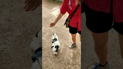 Walking in the Forest of Versilia