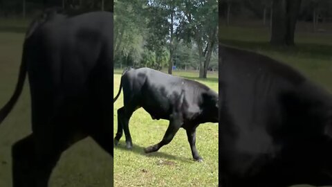 When the herd comes in #cows #cow #cattle #shorts