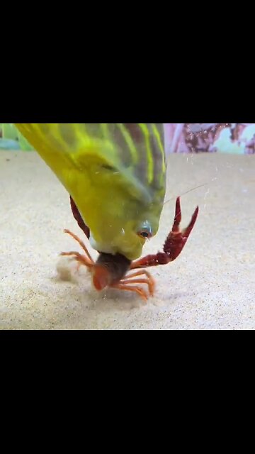 Title: “Aqua Predators: Fish Feasting on Insects”