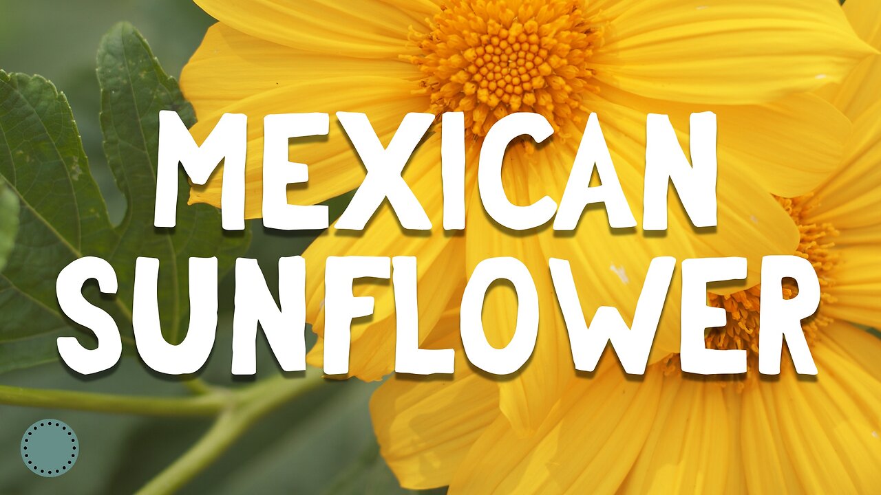 How to Grow ~ Mexican Sunflower (Tithonia diversifolia)
