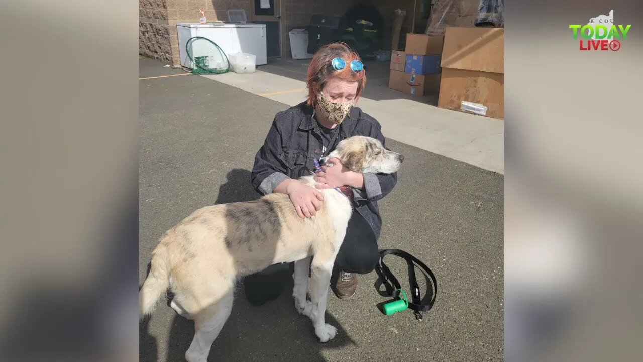 Humane Society for Southwest Washington receives Texas-area dogs and returns much-needed shelter sup