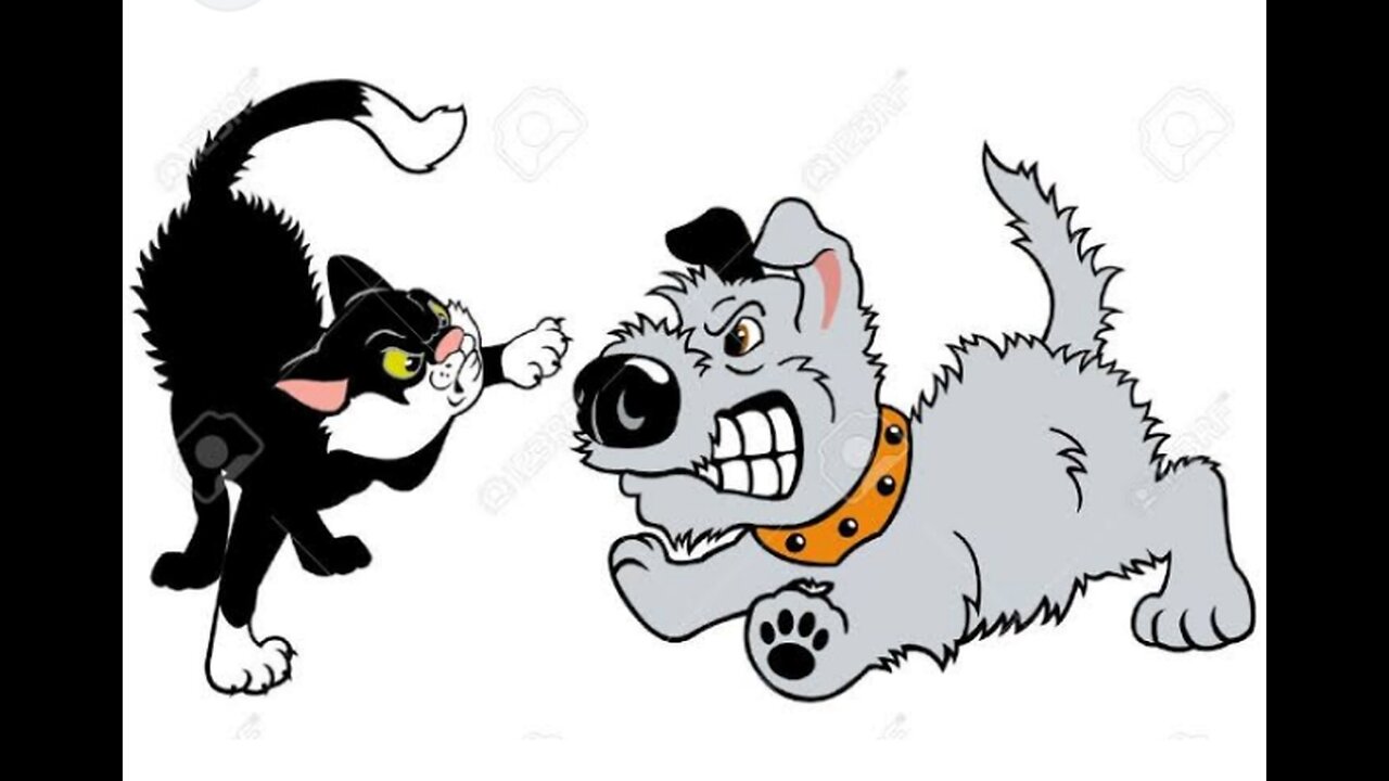 Cat and dog fight