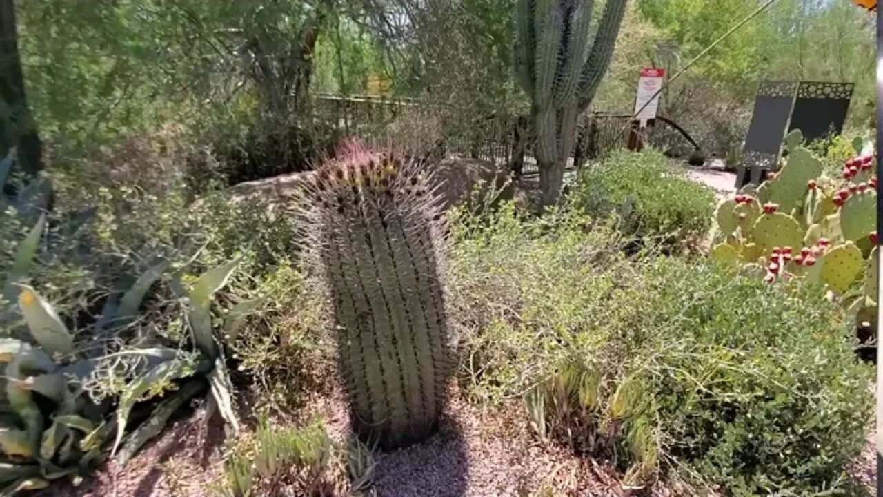 DOMO DE RANAS π β€ BOTANICO PARQUE PHOENIX AZ πΊπΈ