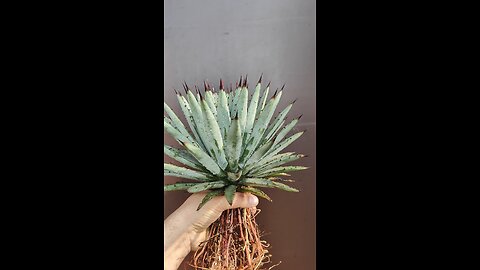 Agave Macrocantha Blue Ribbon