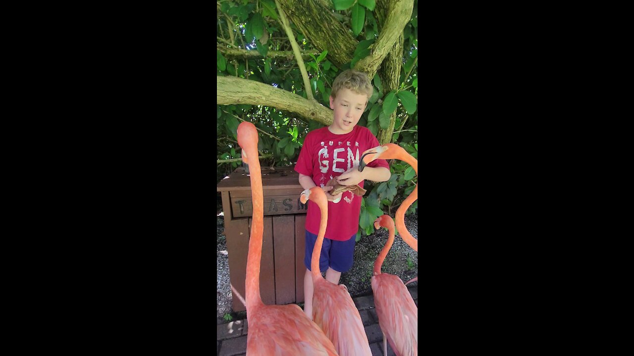 Flamingos and the Kids