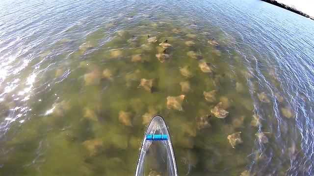 Incredible aerial view captures massive school of cownose rays