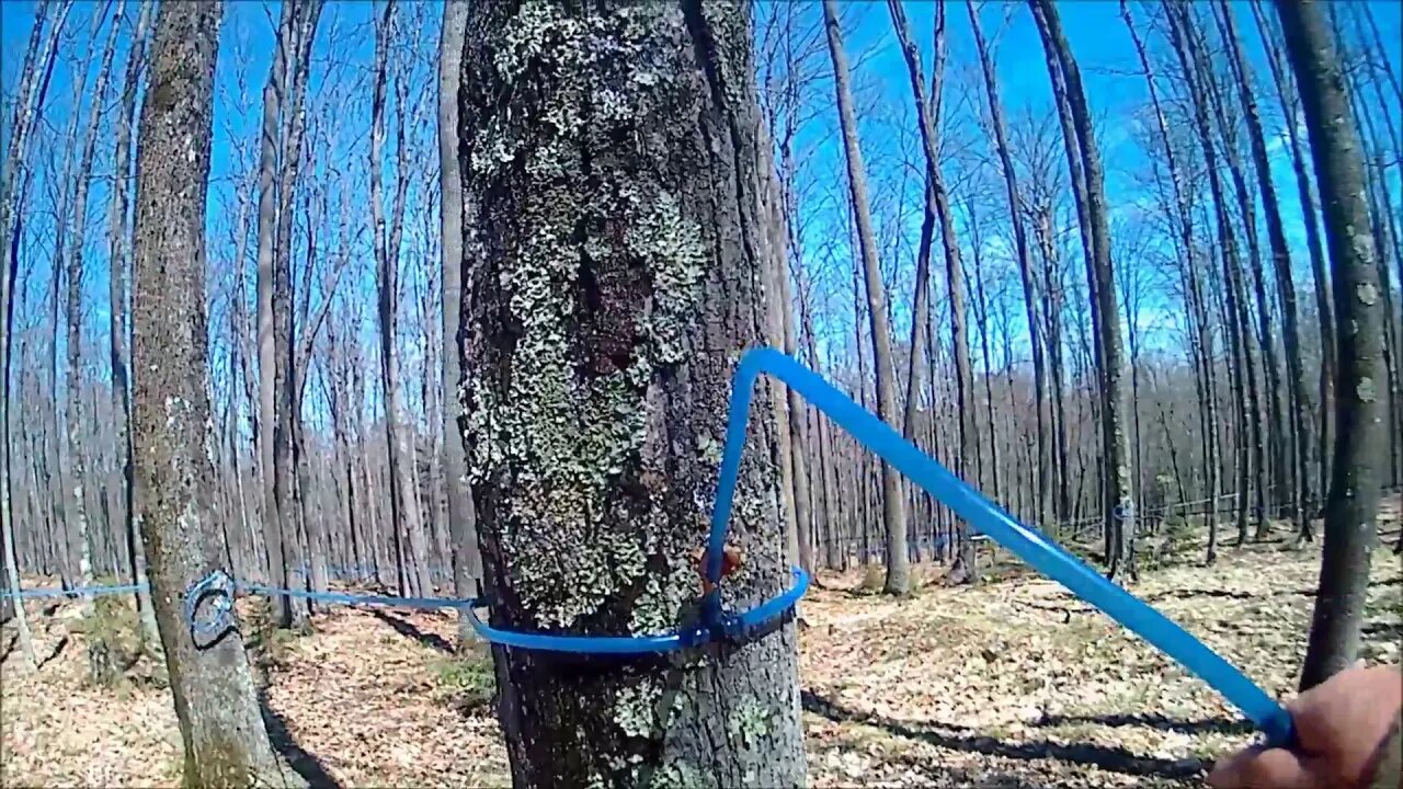 Clean up, the final video for 2020 syrup season.