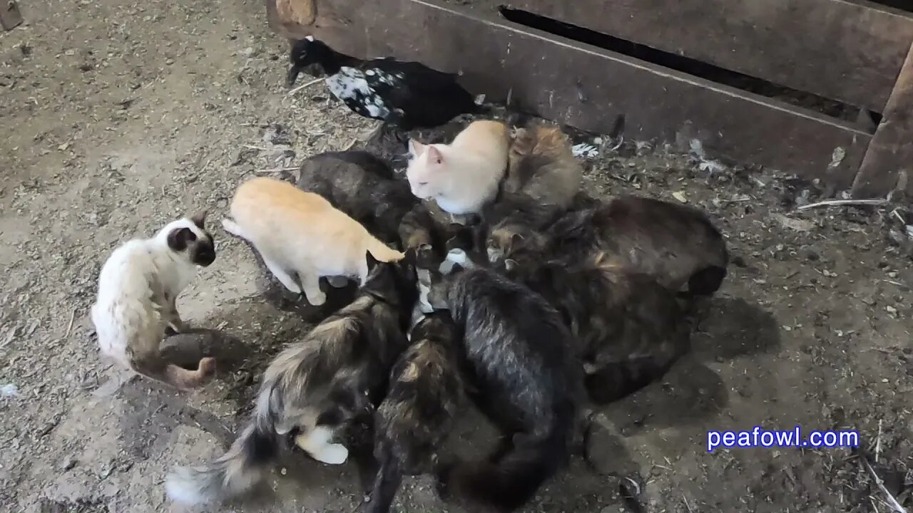 Milk Drinking Duck, Peacock Minute, peafowl.com