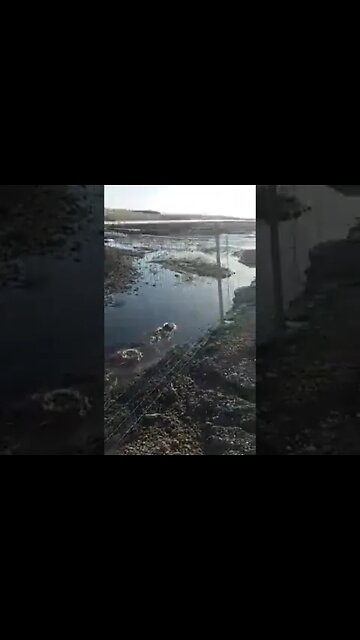 Beaver Attack! - Had a Muskrat Run Up on Me.