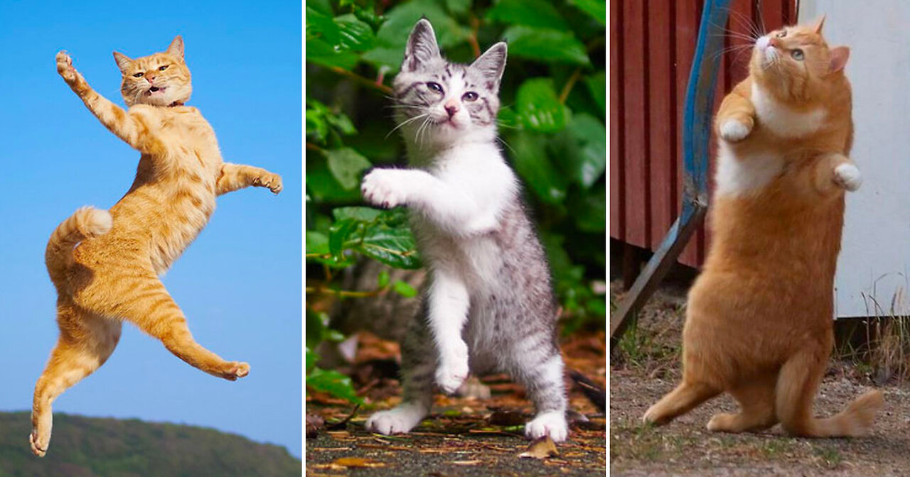 Cute cat very beautiful dancing.