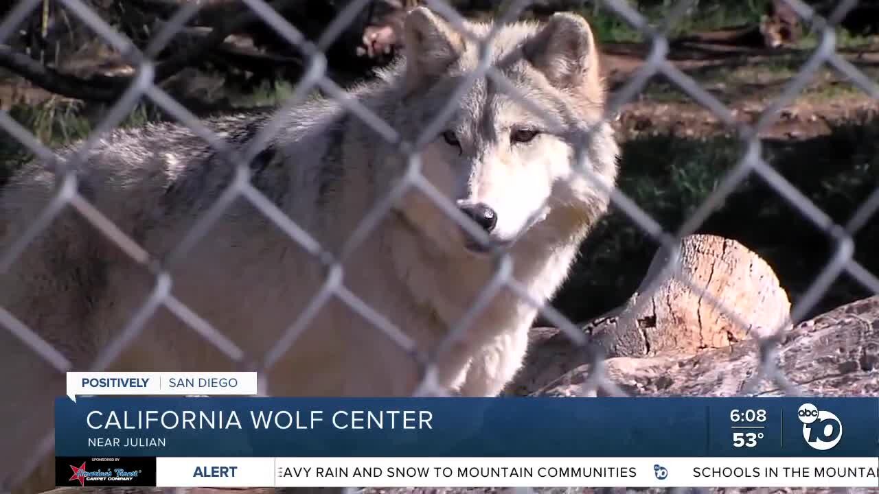 California Wolf Center works to restore critically endangered apex predator