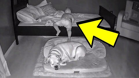 The Camera Recorded What This Dog Does At Night With The Baby!