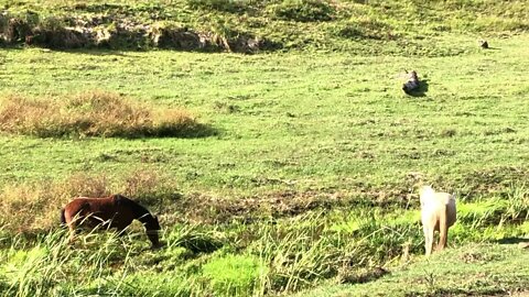 Brumbies eating reeds from the creek