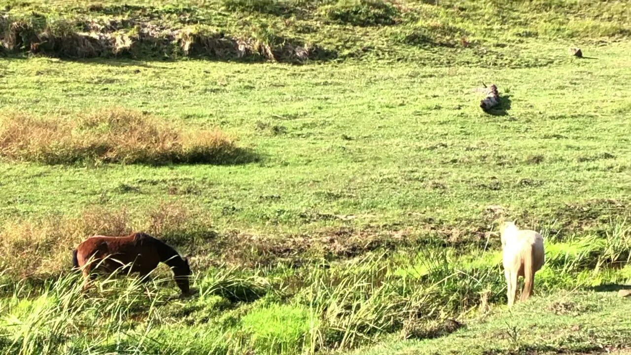 Brumbies eating reeds from the creek