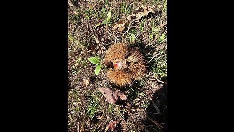 🌰 A little piece of Charles Dickens here in beautiful North Carolina! 🌰