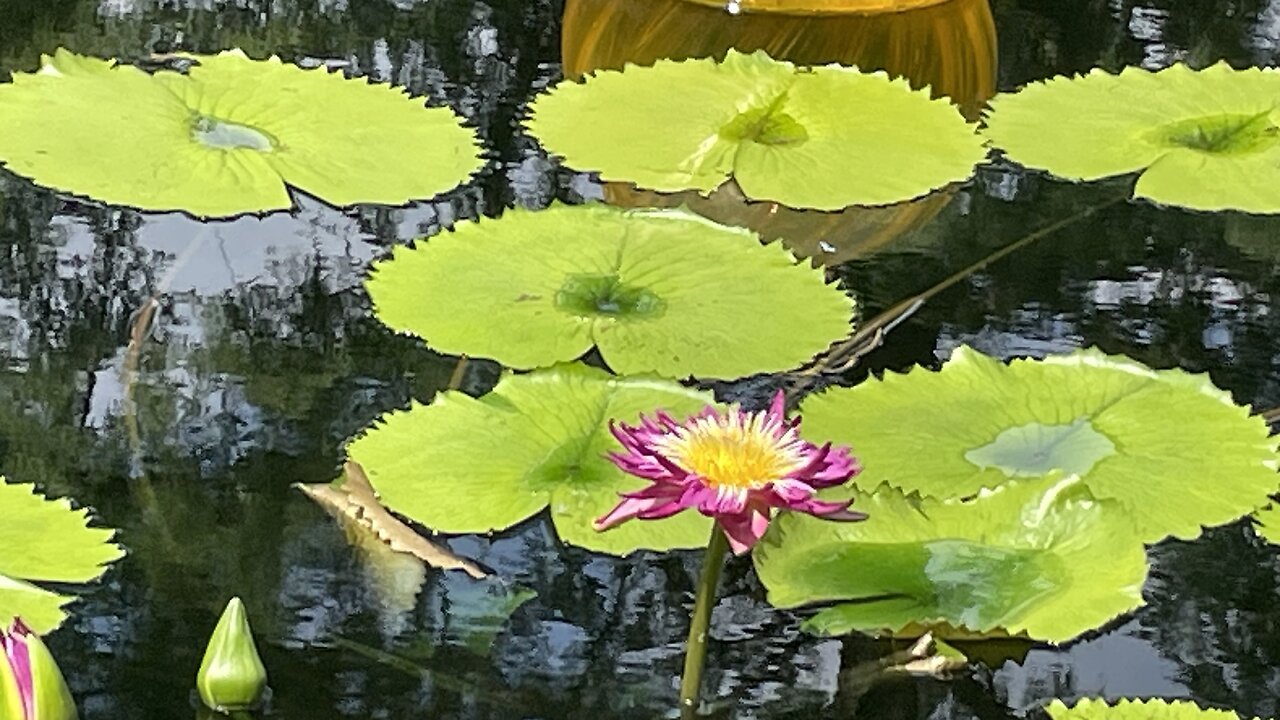 Botanical Garden, St. Louis - 2023