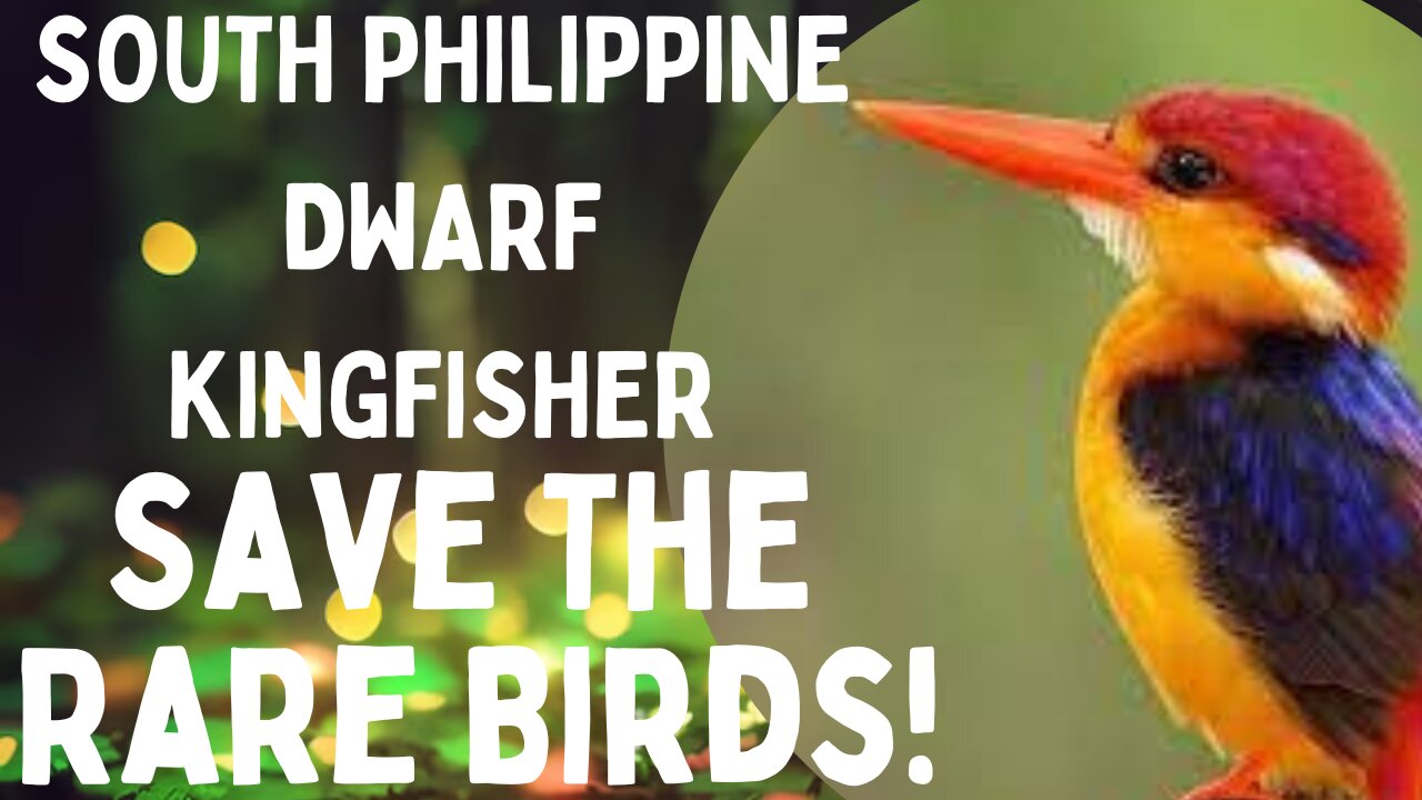 🌴 Discovering the Enchanting #SouthPhilippineDwarfKingfisher! 🦜✨