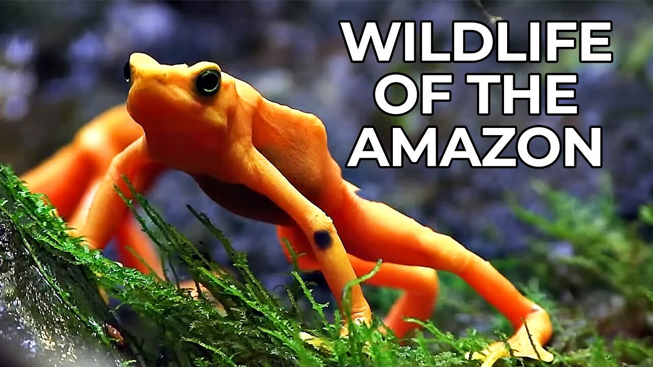 World of the Wild | Episode 1: The Amazon Rainforest